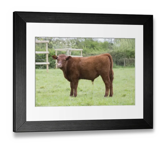 Framed Print : Domestic Cattle, Red Ruby Devon calf, standing in pasture, Exeter, Devon, England, May Framed Print : Domestic Cattle, Red Ruby Devon calf, standing in pasture, Exeter, Devon, England, May