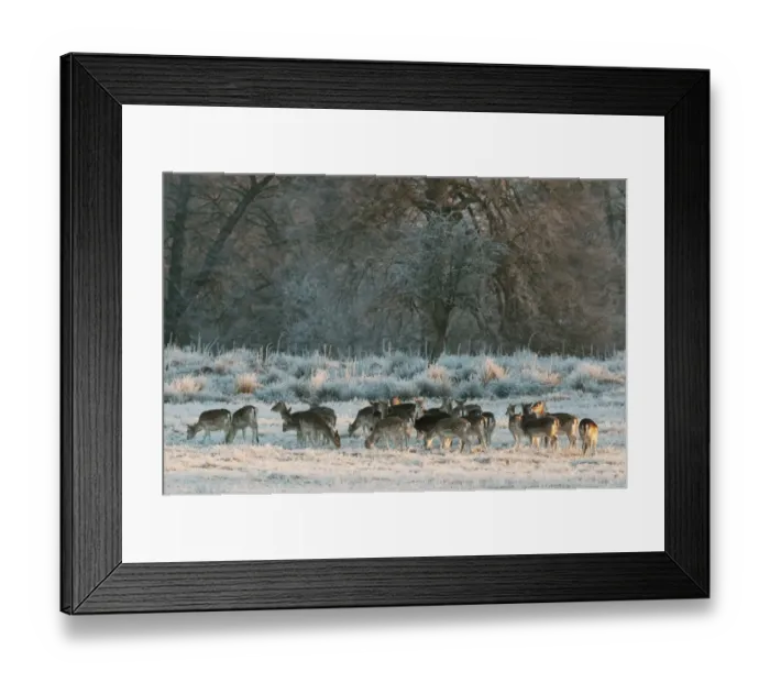 Framed Print : Fallow Deer (Dama dama) does, herd feeding on frosty grass at edge of woodland habitat, in early morning, Kent Framed Print : Fallow Deer (Dama dama) does, herd feeding on frosty grass at edge of woodland habitat, in early morning, Kent