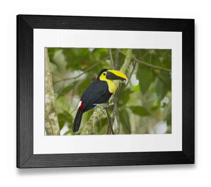 Framed Print : Choco Toucan (Ramphastos brevis) adult, perched on branch in montane rainforest, Andes, Ecuador, November Framed Print : Choco Toucan (Ramphastos brevis) adult, perched on branch in montane rainforest, Andes, Ecuador, November