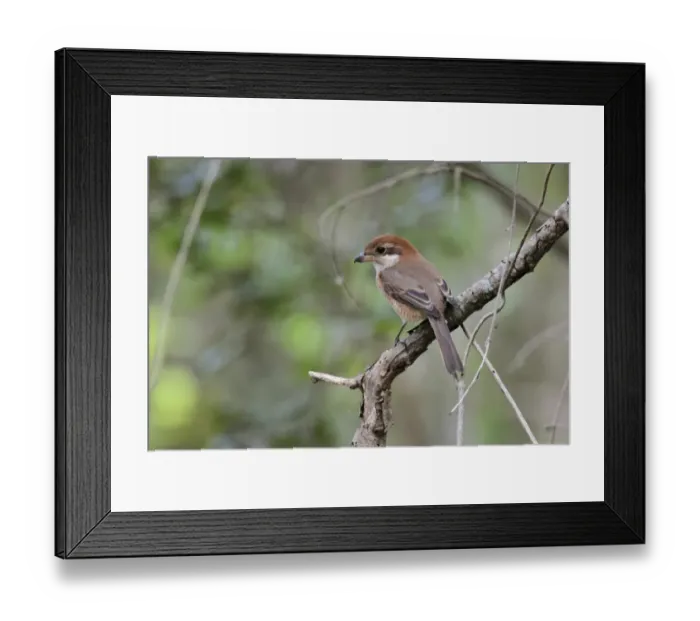 Framed Print : Bull-headed Shrike (Lanius bucephalus) adult female, perched on branch, Hong Kong, China, November Framed Print : Bull-headed Shrike (Lanius bucephalus) adult female, perched on branch, Hong Kong, China, November