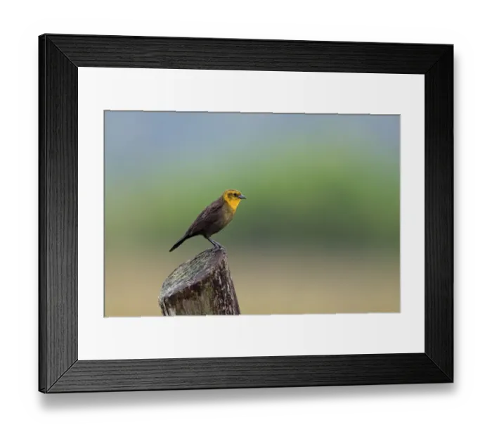 Framed Print : Yellow-hooded Blackbird (Agelaius icterocephalus) immature male, perched on post, Trinidad, Trinidad and Tobago, April Framed Print : Yellow-hooded Blackbird (Agelaius icterocephalus) immature male, perched on post, Trinidad, Trinidad and Tobago, April