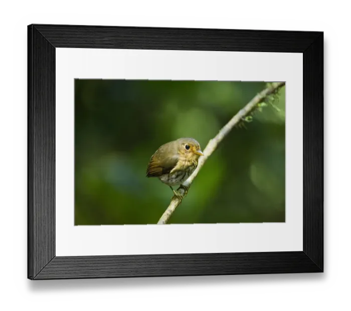 Framed Print : Ochre-breasted Antpitta (Grallaricula flavirostris) adult, perched on twig in montane rainforest, Angel Paz, Andes