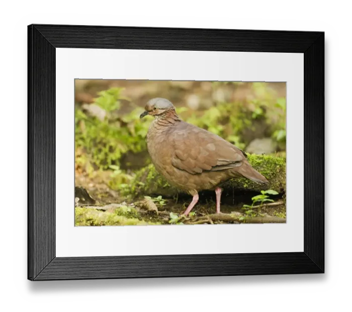 Framed Print : White-throated Quail-dove (Geotrygon frenata) adult, standing on ground in montane rainforest, Andes, Ecuador, November