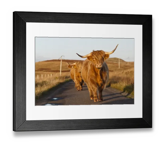 Framed Print : Domestic Cattle, Highland cows, walking on road in moorland, Ardfin Estate, Isle of Jura, Inner Hebrides, Scotland Framed Print : Domestic Cattle, Highland cows, walking on road in moorland, Ardfin Estate, Isle of Jura, Inner Hebrides, Scotland