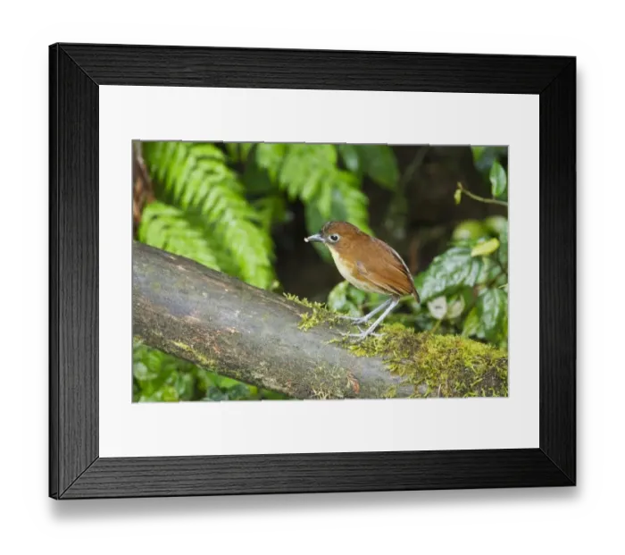 Framed Print : Yellow-breasted Antpitta (Grallaria flavotincta) adult, feeding, standing on branch, on montane rainforest floor Framed Print : Yellow-breasted Antpitta (Grallaria flavotincta) adult, feeding, standing on branch, on montane rainforest floor
