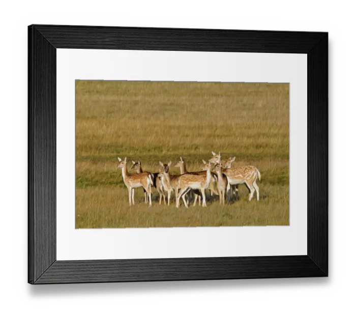 Framed Print : Fallow Deer (Dama dama) does and fawns, herd standing in open grassland, Richmond Park, London, England, October Framed Print : Fallow Deer (Dama dama) does and fawns, herd standing in open grassland, Richmond Park, London, England, October