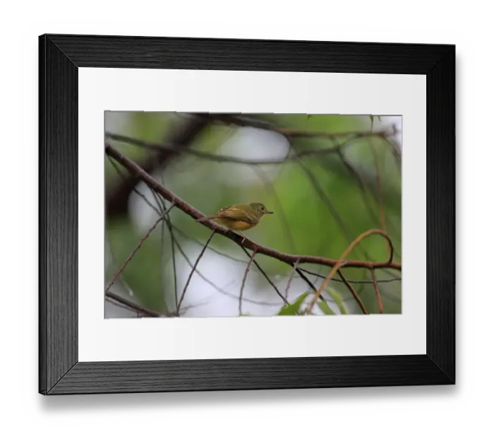 Framed Print : Ochre-bellied Flycatcher (Mionectes oleagineus) adult, perched on branch, Trinidad, Trinidad and Tobago, April Framed Print : Ochre-bellied Flycatcher (Mionectes oleagineus) adult, perched on branch, Trinidad, Trinidad and Tobago, April
