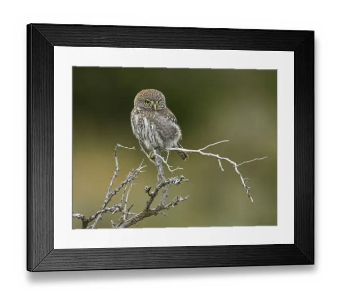 Framed Print : Austral Pygmy-owl (Glaucidium nana) adult, rear view of head showing false eye markings, perched on branch Framed Print : Austral Pygmy-owl (Glaucidium nana) adult, rear view of head showing false eye markings, perched on branch