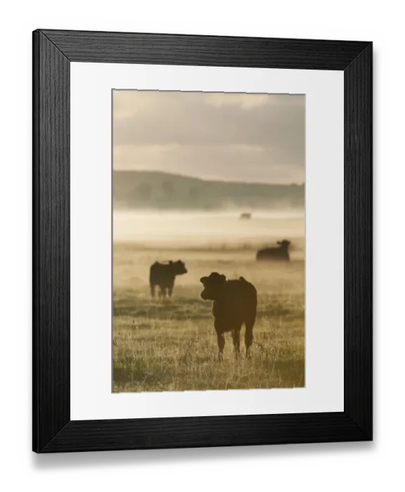 Framed Print : Domestic Cattle, cow and calves, silhouetted on coastal grazing marsh at sunrise, Elmley Marshes N. N. R Framed Print : Domestic Cattle, cow and calves, silhouetted on coastal grazing marsh at sunrise, Elmley Marshes N. N. R