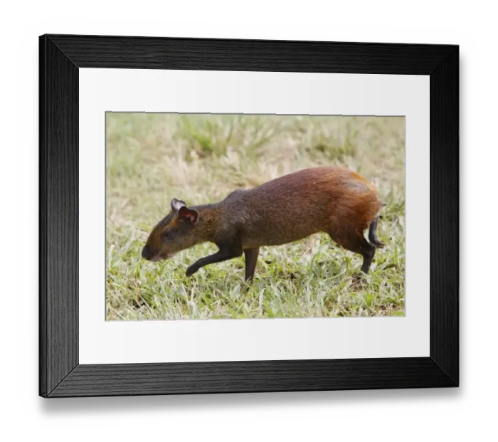 Framed Print : Red-rumped Agouti (Dasyprocta leporina) adult, walking on grass, Guyana, March Framed Print : Red-rumped Agouti (Dasyprocta leporina) adult, walking on grass, Guyana, March
