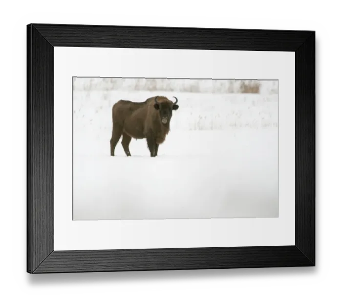 Framed Print : European Bison (Bison bonasus) adult, standing in snow covered meadow, Bialowieza N. P Framed Print : European Bison (Bison bonasus) adult, standing in snow covered meadow, Bialowieza N. P