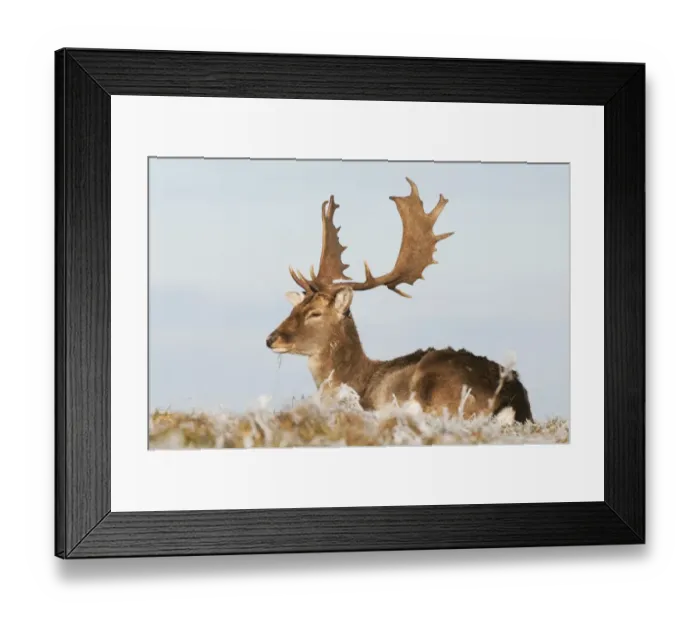 Framed Print : Fallow Deer (Dama dama) mature buck, resting on frosty grass, Kent, England, January Framed Print : Fallow Deer (Dama dama) mature buck, resting on frosty grass, Kent, England, January
