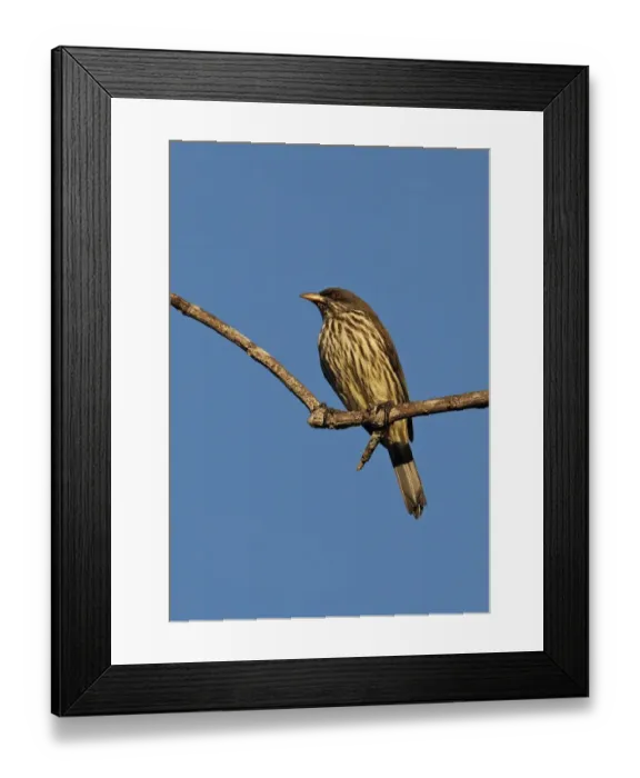Framed Print : Palmchat (Dulus dominicus) adult, perched on twig, Bahoruco Mountains N. P. Dominican Republic, January Framed Print : Palmchat (Dulus dominicus) adult, perched on twig, Bahoruco Mountains N. P. Dominican Republic, January