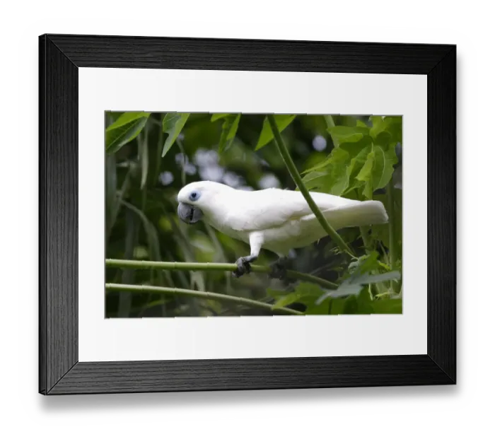 Framed Print : Blue-eyed Cockatoo (Cacatua ophthalmica) adult, perched on leaf stem, Kimbe, West New Britain Province, New Britain Framed Print : Blue-eyed Cockatoo (Cacatua ophthalmica) adult, perched on leaf stem, Kimbe, West New Britain Province, New Britain