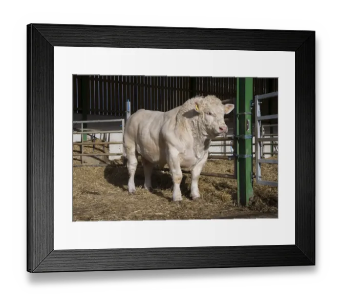 Framed Print : Domestic Cattle, Charolais bull, standing in straw yard, Malton, North Yorkshire, England, November Framed Print : Domestic Cattle, Charolais bull, standing in straw yard, Malton, North Yorkshire, England, November