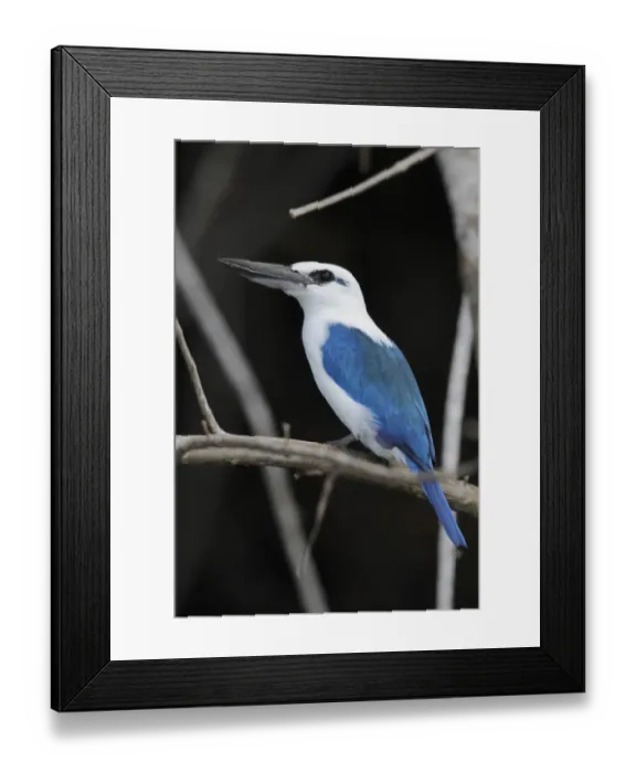 Framed Print : Beach Kingfisher (Todiramphus saurophaga) adult, perched on branch, Makira Island, Solomon Islands, April