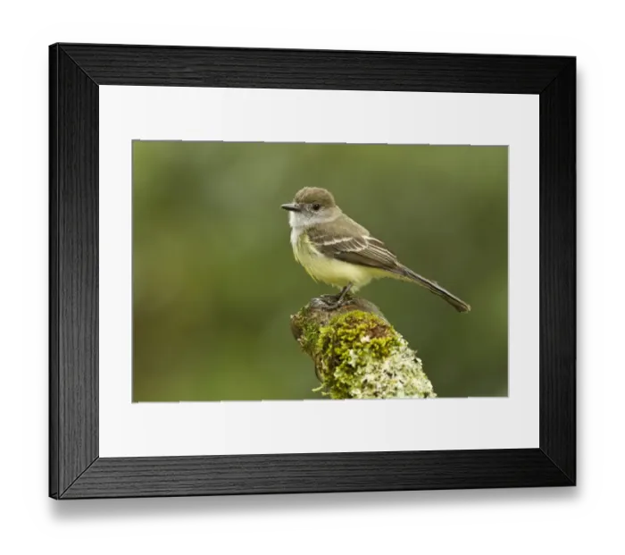 Framed Print : Pale-edged Flycatcher (Myiarchus cephalotes) adult, perched on stump in montane rainforest, Andes, Ecuador, November Framed Print : Pale-edged Flycatcher (Myiarchus cephalotes) adult, perched on stump in montane rainforest, Andes, Ecuador, November