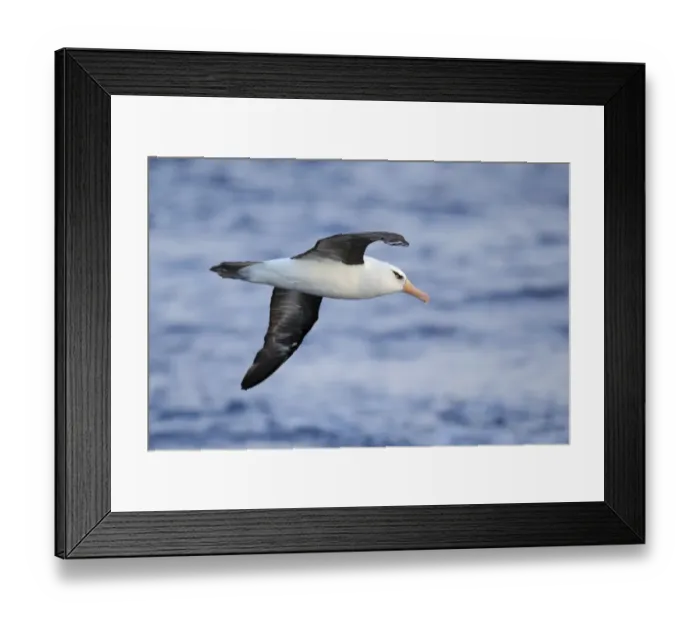 Framed Print : Campbell Albatross (Thalassarche impavida) adult, in flight at sea, off New Zealand, March Framed Print : Campbell Albatross (Thalassarche impavida) adult, in flight at sea, off New Zealand, March