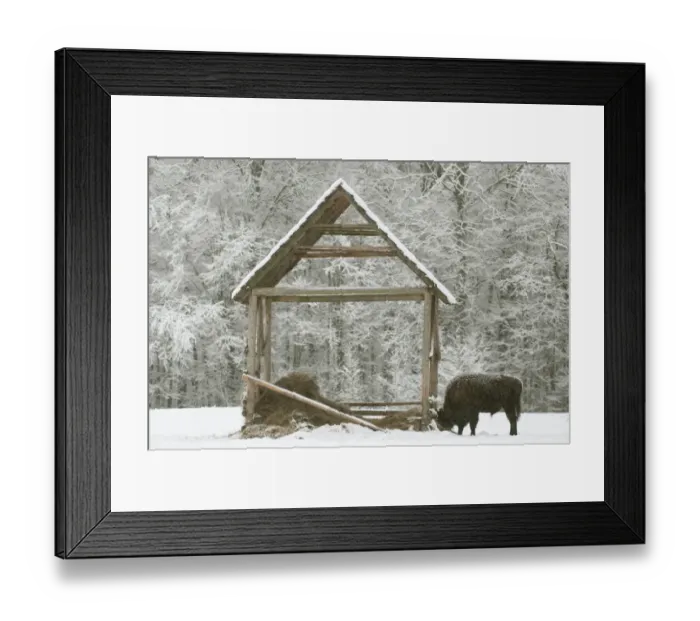 Framed Print : European Bison (Bison bonasus) adult male, at feeding station in snow covered meadow at edge of forest habitat Framed Print : European Bison (Bison bonasus) adult male, at feeding station in snow covered meadow at edge of forest habitat