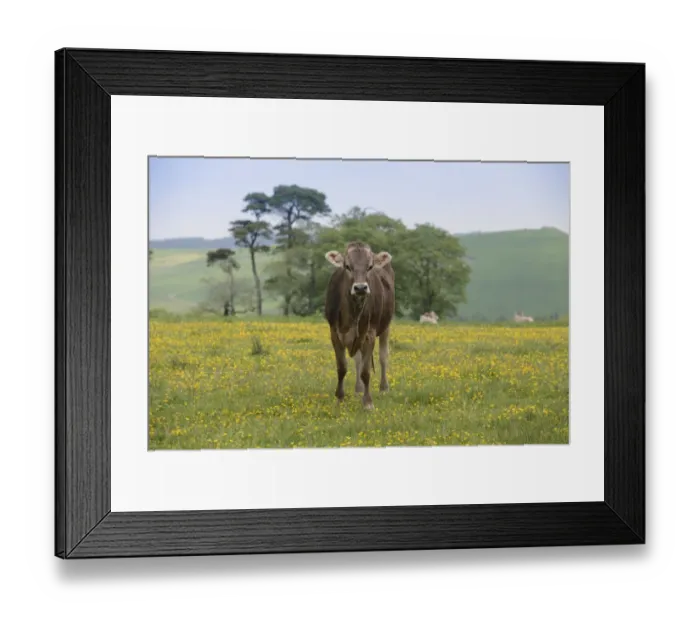 Framed Print : Domestic Cattle, Brown Swiss heifer, standing amongst buttercups in pasture, Whitewell, Forest of Bowland, Lancashire