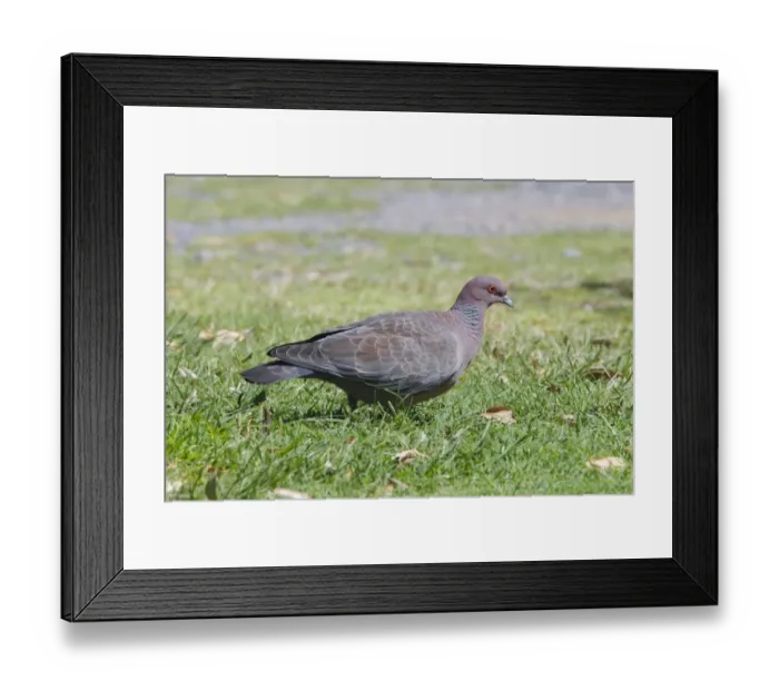 Framed Print : Picazuro Pigeon (Patagioenas picazuro) adult, walking on grass, Argentina, February Framed Print : Picazuro Pigeon (Patagioenas picazuro) adult, walking on grass, Argentina, February