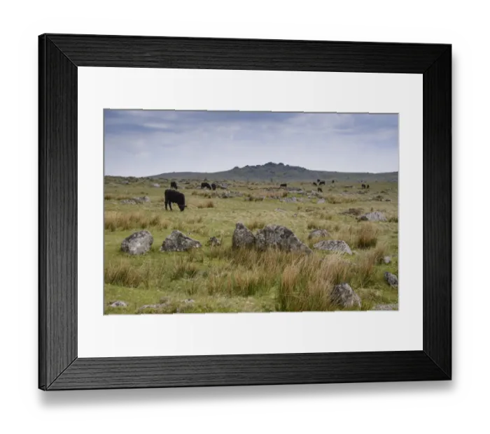 Framed Print : Domestic Cattle, beef herd grazing on moorland, Dartmoor, Devon, England, June Framed Print : Domestic Cattle, beef herd grazing on moorland, Dartmoor, Devon, England, June