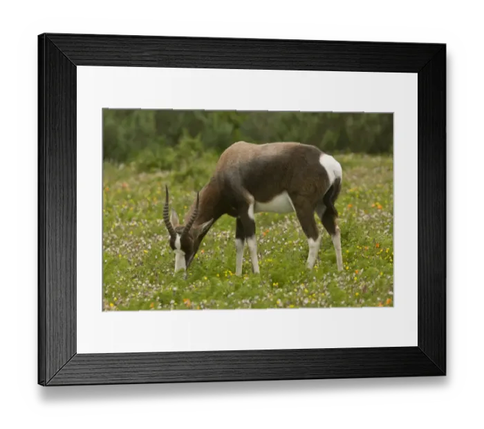 Framed Print : Bontebok (Damaliscus pygargus pygargus) adult, feeding in flowery grassland, Western Cape Province, South Africa Framed Print : Bontebok (Damaliscus pygargus pygargus) adult, feeding in flowery grassland, Western Cape Province, South Africa