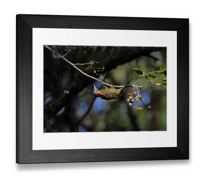 Framed Print : Hispaniolan Woodpecker (Melanerpes striatus) adult female, hanging from twig in fruiting tree, Botanical Gardens Framed Print : Hispaniolan Woodpecker (Melanerpes striatus) adult female, hanging from twig in fruiting tree, Botanical Gardens