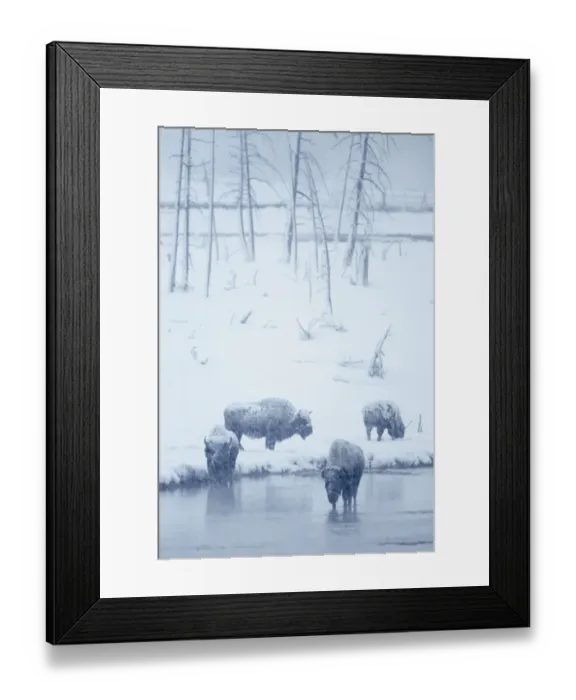 Framed Print : North American Bison (Bison bison) four adults, standing in snow covered habitat during heavy blizzard