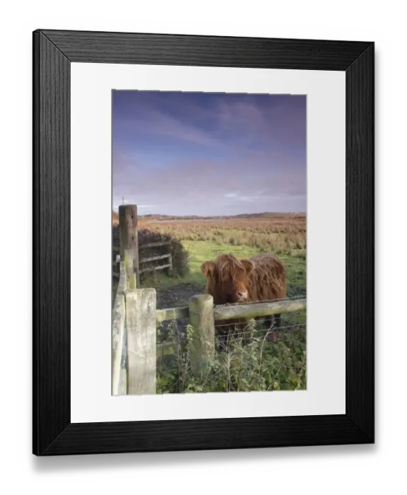 Framed Print : Domestic Cattle, Highland calf, standing beside fence at edge of marshland, Fairburn Ings RSPB Reserve, West Yorkshire Framed Print : Domestic Cattle, Highland calf, standing beside fence at edge of marshland, Fairburn Ings RSPB Reserve, West Yorkshire