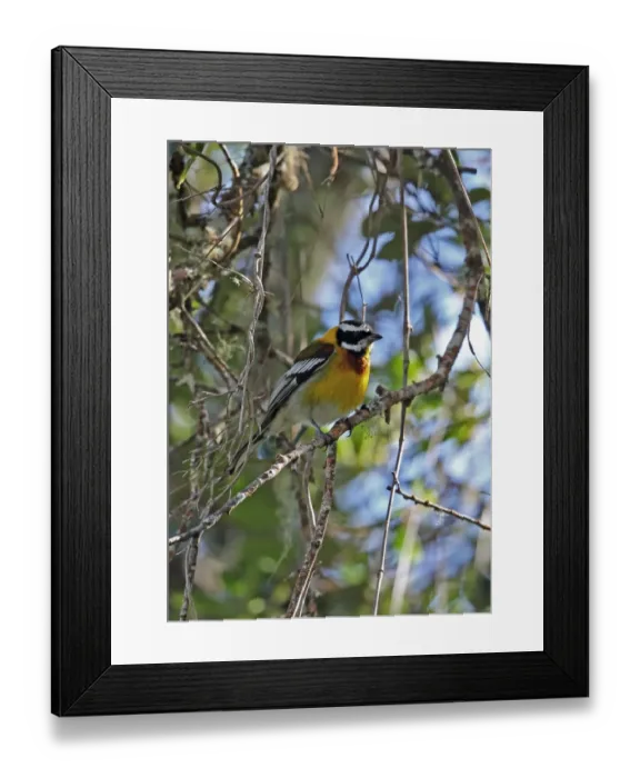 Framed Print : Hispaniolan Spindalis (Spindalis dominicensis) adult male, perched on twig, Bahoruco Mountains N. P Framed Print : Hispaniolan Spindalis (Spindalis dominicensis) adult male, perched on twig, Bahoruco Mountains N. P