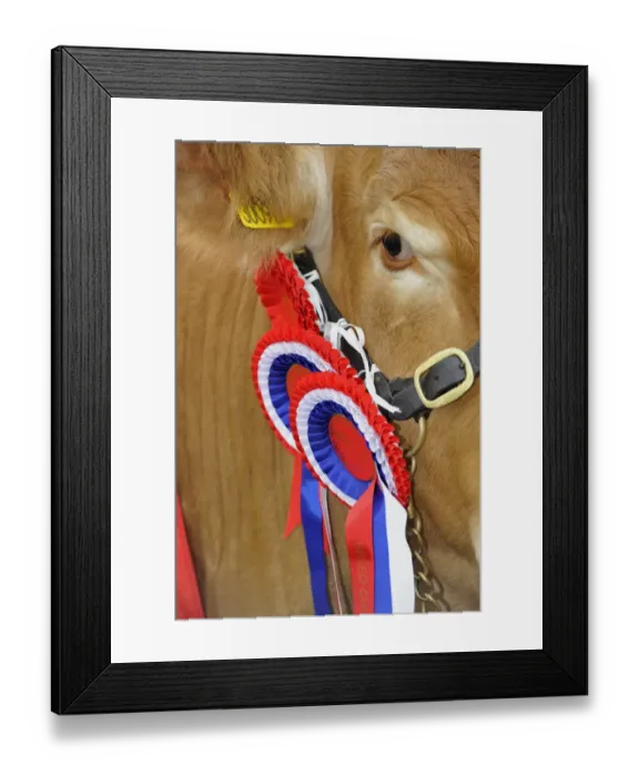 Framed Print : Domestic Cattle, Limousin champion, close-up of head and rosettes at agricultural show, Yorkshire, England, July Framed Print : Domestic Cattle, Limousin champion, close-up of head and rosettes at agricultural show, Yorkshire, England, July