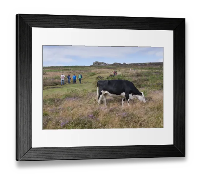 Framed Print : Domestic Cattle, Hereford cross cow, grazing on quartzite ridge and hill with walkers, Stiperstones, Shropshire Framed Print : Domestic Cattle, Hereford cross cow, grazing on quartzite ridge and hill with walkers, Stiperstones, Shropshire