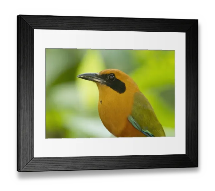 Framed Print : Rufous Motmot (Baryphthengus martii) adult, close-up of head and breast, in montane rainforest, Milpe, Andes, Ecuador Framed Print : Rufous Motmot (Baryphthengus martii) adult, close-up of head and breast, in montane rainforest, Milpe, Andes, Ecuador