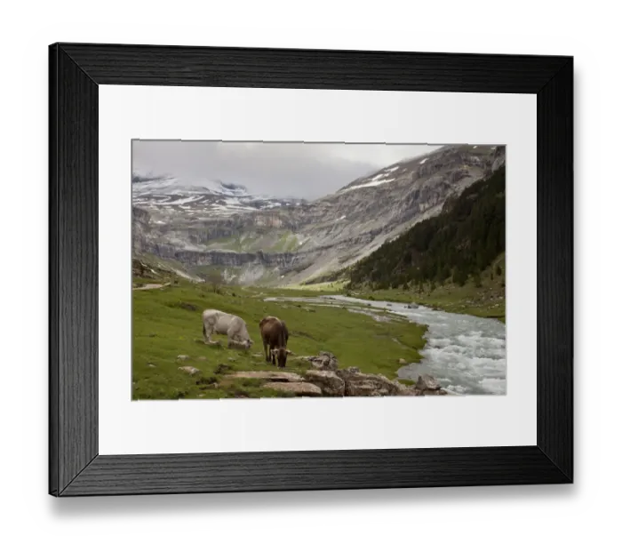Framed Print : Domestic Cattle, cows grazing beside river in high glaciated valley habitat, Ordesa N. P