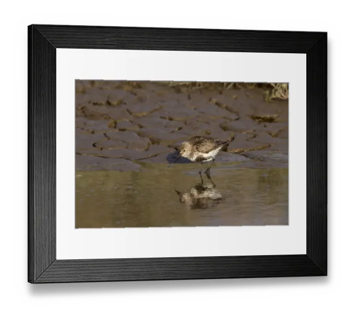 Framed Print : Dunlin summer plumage, western Europe rate (schinzii) Framed Print : Dunlin summer plumage, western Europe rate (schinzii)
