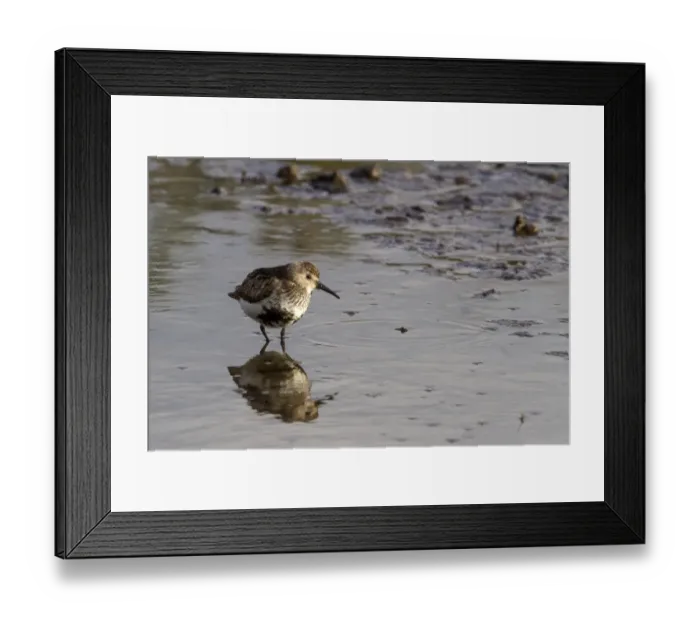 Framed Print : Dunlin summer plumage, western Europe rate (schinzii) Framed Print : Dunlin summer plumage, western Europe rate (schinzii)