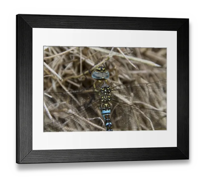 Framed Print : Migrant Hawker male Framed Print : Migrant Hawker male