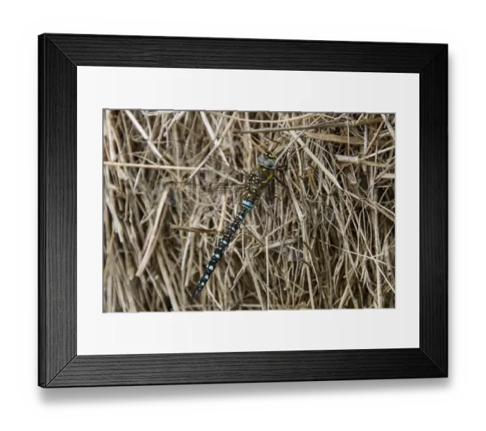 Framed Print : Migrant Hawker male