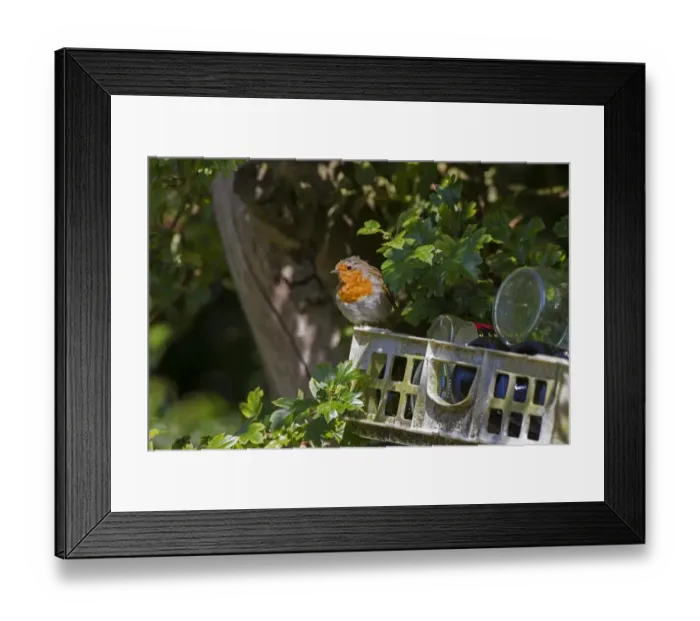 Framed Print : Robin on discarded rubbish, plastic and bottles Framed Print : Robin on discarded rubbish, plastic and bottles