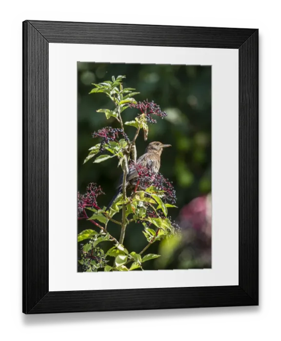 Framed Print : Juvenile Blackbird feeding on elder berries Framed Print : Juvenile Blackbird feeding on elder berries