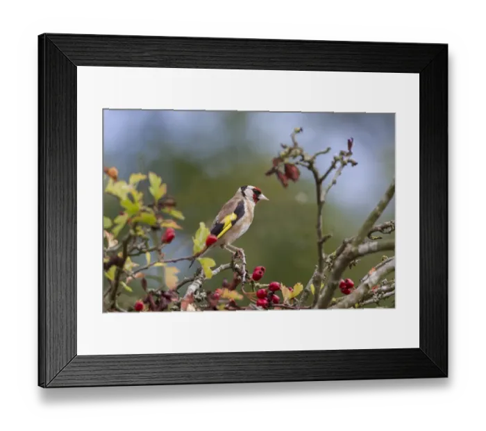 Framed Print : Goldfinch on Hawthorn tree, Autumn