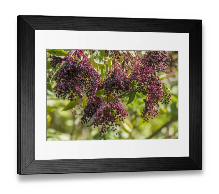 Framed Print : Elder fruit - autumn