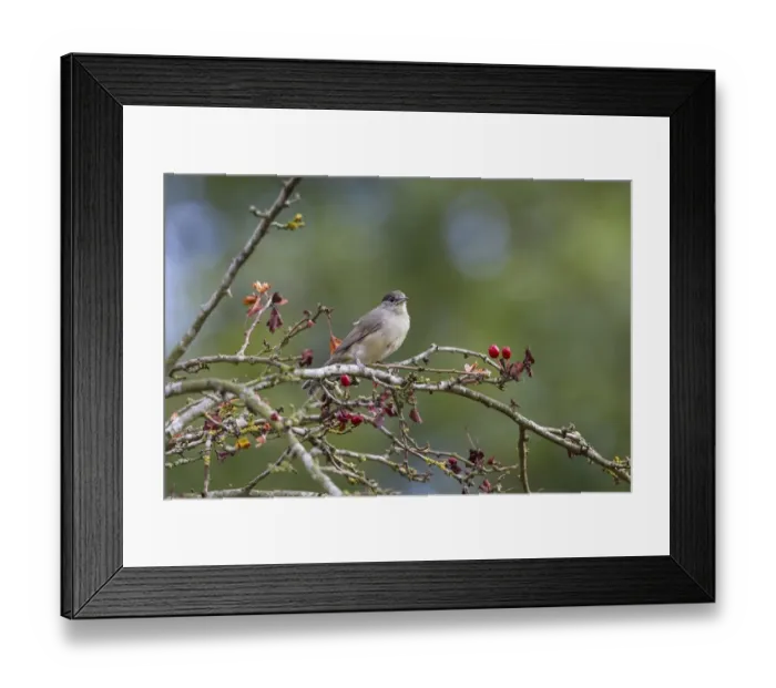 Framed Print : Blackcap a young male on Hawthorn tree