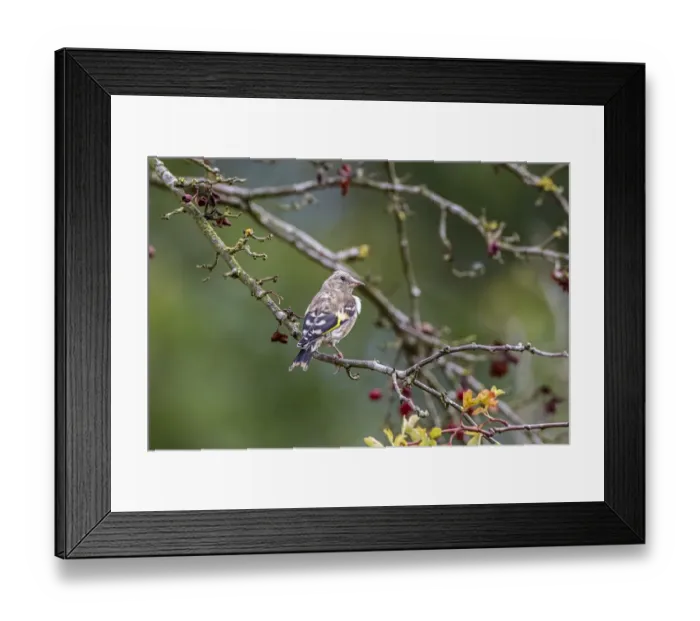 Framed Print : juvenile Goldfinch on Hawthorn tree, Autumn Framed Print : juvenile Goldfinch on Hawthorn tree, Autumn