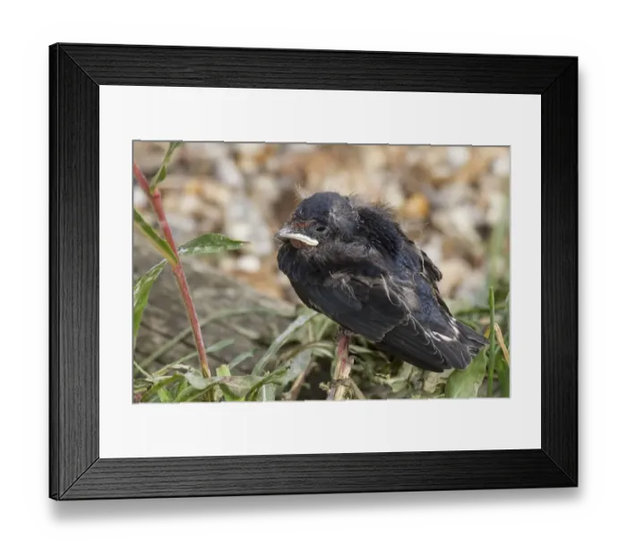 Framed Print : Young Barn Swallow newly left its nest Framed Print : Young Barn Swallow newly left its nest