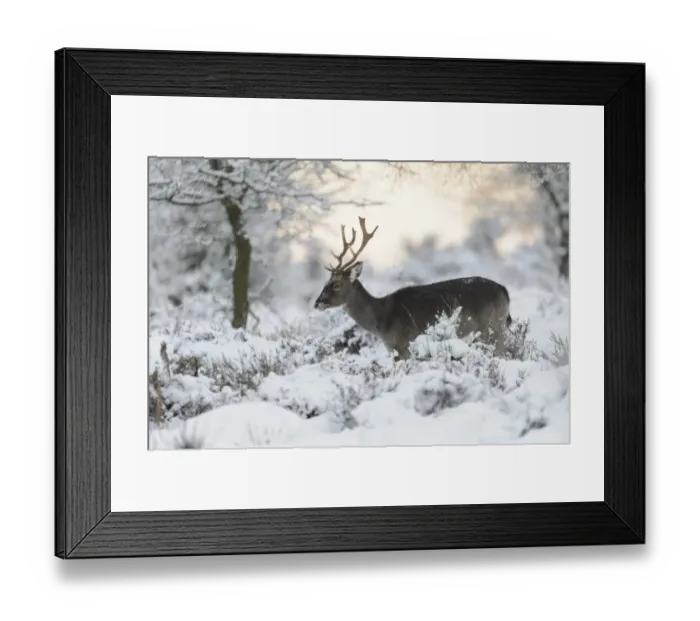 Framed Print : Fallow Deer (Dama dama) dark form, mature buck, standing amongst snow covered vegetation, Cannock Chase, Staffordshire Framed Print : Fallow Deer (Dama dama) dark form, mature buck, standing amongst snow covered vegetation, Cannock Chase, Staffordshire