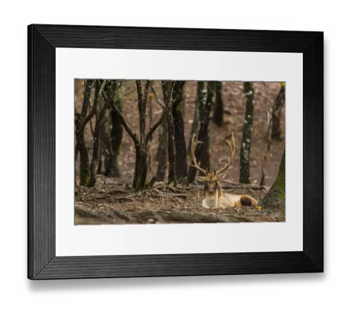 Framed Print : Fallow Deer (Dama dama) mature buck, resting in deciduous forest, Antola Regional Park, Genova Province, Liguria Framed Print : Fallow Deer (Dama dama) mature buck, resting in deciduous forest, Antola Regional Park, Genova Province, Liguria