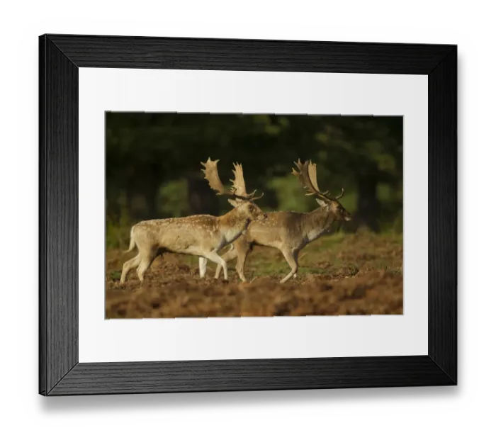 Framed Print : Fallow Deer (Dama dama) two bucks, performing parallel walk before commiting to fight, during rutting season Framed Print : Fallow Deer (Dama dama) two bucks, performing parallel walk before commiting to fight, during rutting season