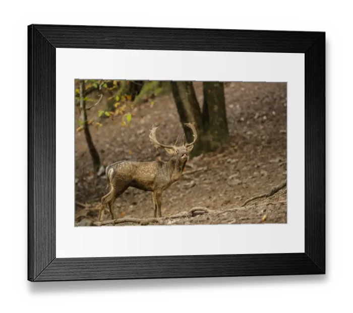 Framed Print : Fallow Deer (Dama dama) mature buck, roaring, standing in deciduous forest, Antola Regional Park, Genova Province Framed Print : Fallow Deer (Dama dama) mature buck, roaring, standing in deciduous forest, Antola Regional Park, Genova Province